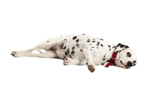 A dalmatian dog resting on a white background.
