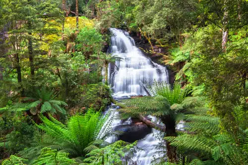 A cascading waterfall flows through a lush green forest with ferns and dense foliage surrounding it, making it a perfect stop on your Great Ocean Road trip itinerary.