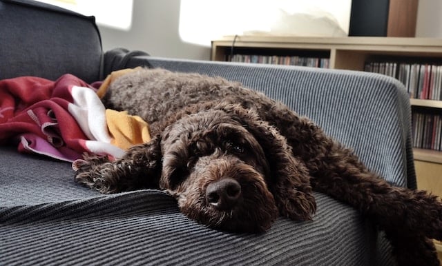 A brown labradoodle puppy laying on a couch with a blanket.