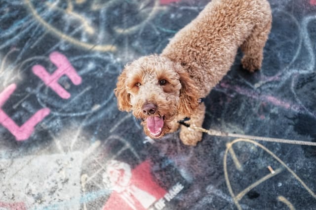 A labradoodle puppy on a leash on a sidewalk with graffiti written on it.