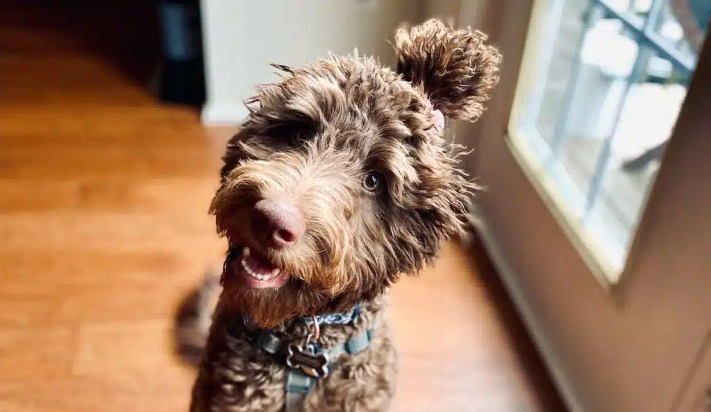 A brown fluffy dog wearing a harness.