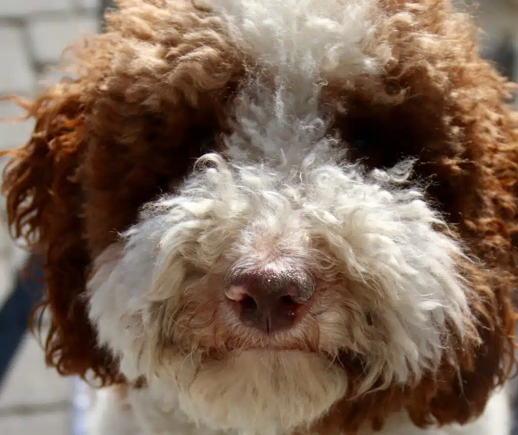 A labradoodle puppy with a white and brown fur.