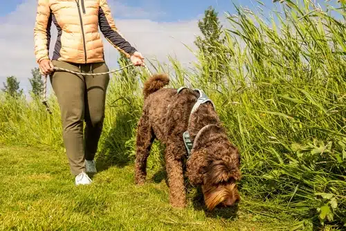 A woman walking her Australian Cobberdog in a grassy field.