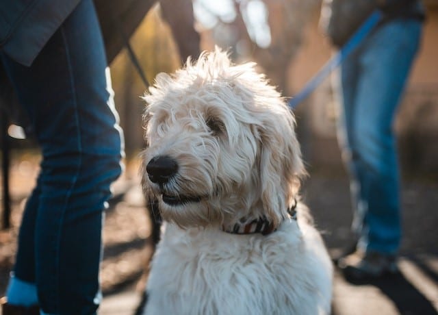 A labradoodle puppy is walking on a leash in a park.
