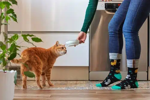 An Australian woman sets down a bowl of wet cat food for her ginger tabby who peers curiously at the dinner its about to tuck into