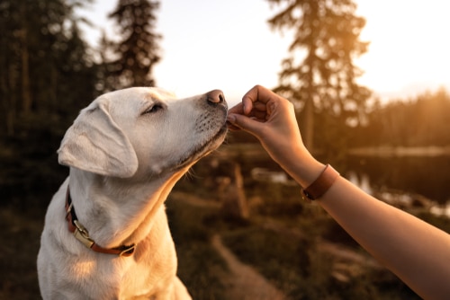 A Labrador gets hand fed a snack by its owner while on a weekend lakeside getaway