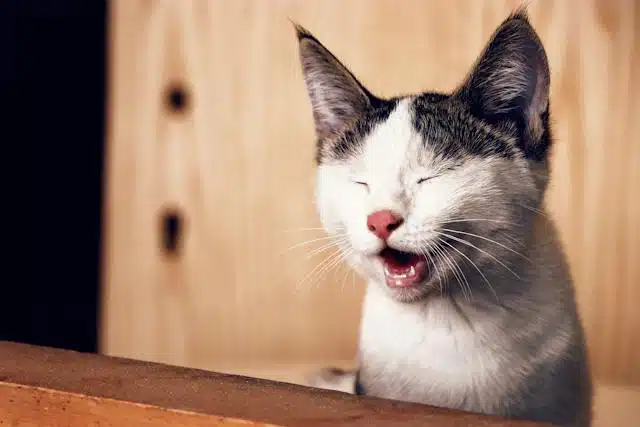 A cat yawns while sitting on a wooden table, showcasing pet dental hygiene.