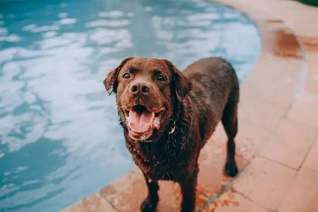 A dog standing next to a swimming pool with fresh breath.