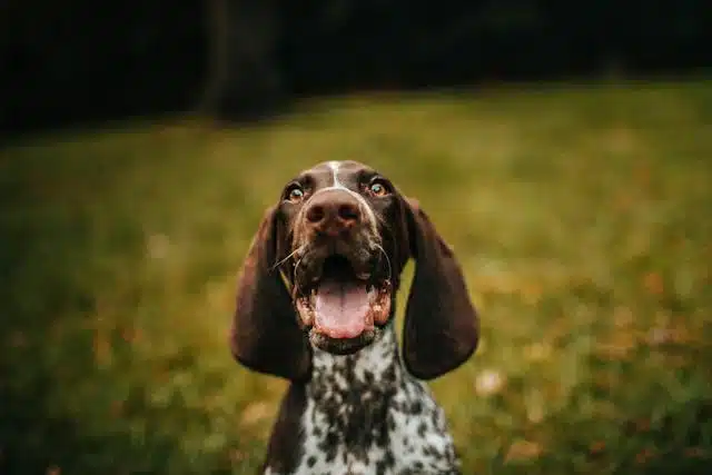 A german shorthaired pointer dog, a loving pet, is looking at the camera.