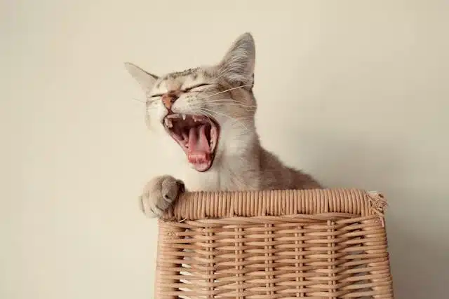 A cat yawning on top of a wicker basket, showcasing good pet dental hygiene.
