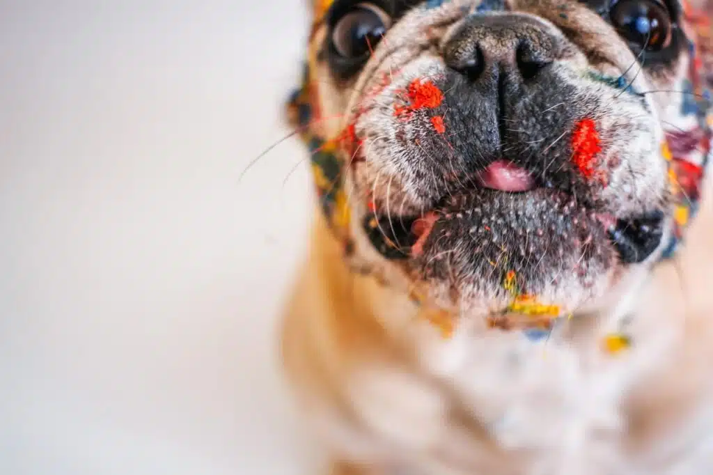 A French bulldog with dog-safe paint on his face wonders if dogs are colour blind.