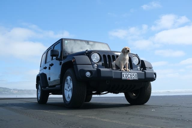A dog sits on top of a jeep on the beach, oblivious to the duty of disclosure required when getting car insurance.