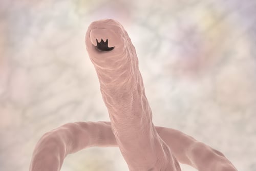 Microscopic image of a hookworm - a common intestinal parasite in dogs