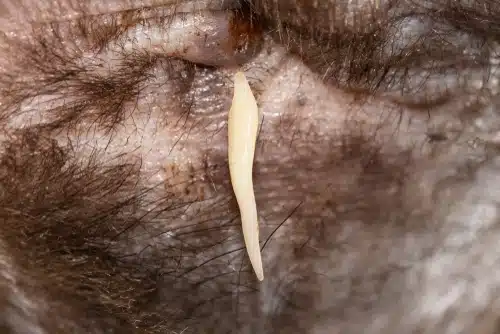 Close up of a tapeworm