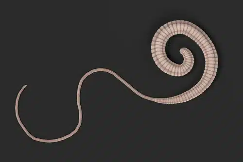 A 3D render of a whipworm - a common intestinal worm in dogs