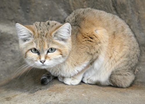 A Sahara sand cat is sitting on a rock in the zoo.
