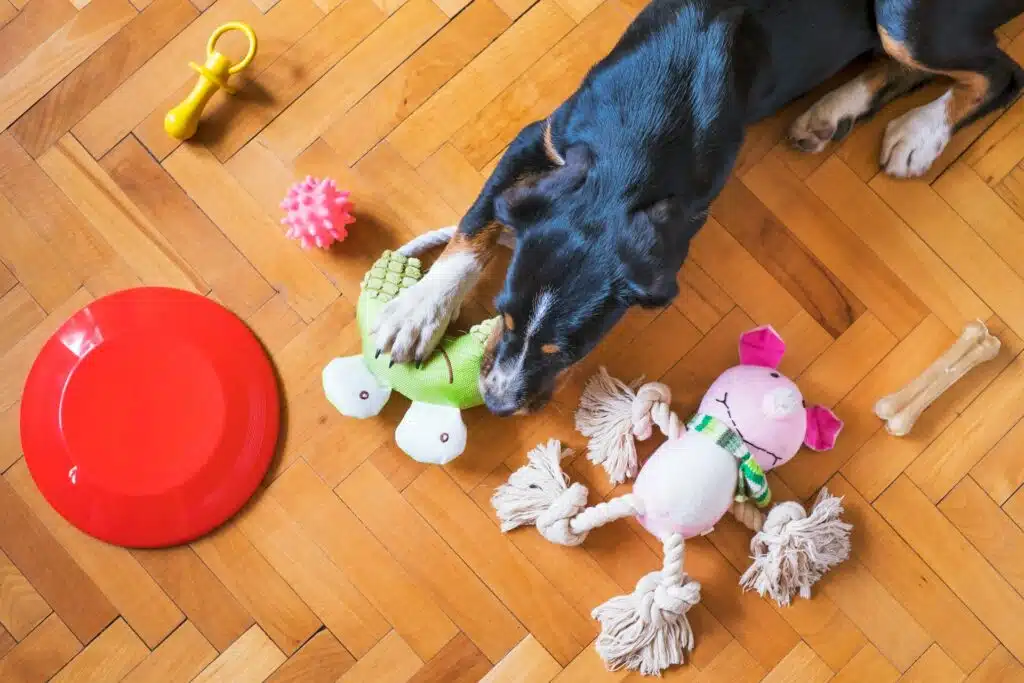 A dog playing with toys on a wooden floor. Can dogs see colour?