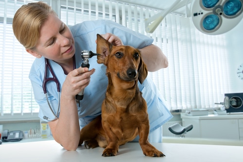 A vet in Australia is carefully examining a dog's ear with a stethoscope.