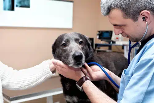 A vet in Australia is seeing a dog patient for its routine check up on the Friday before World Vet Day.