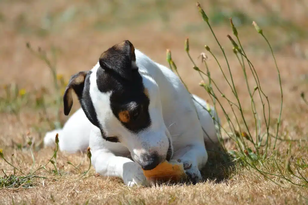 A black and white dog chewing on a piece of bread.