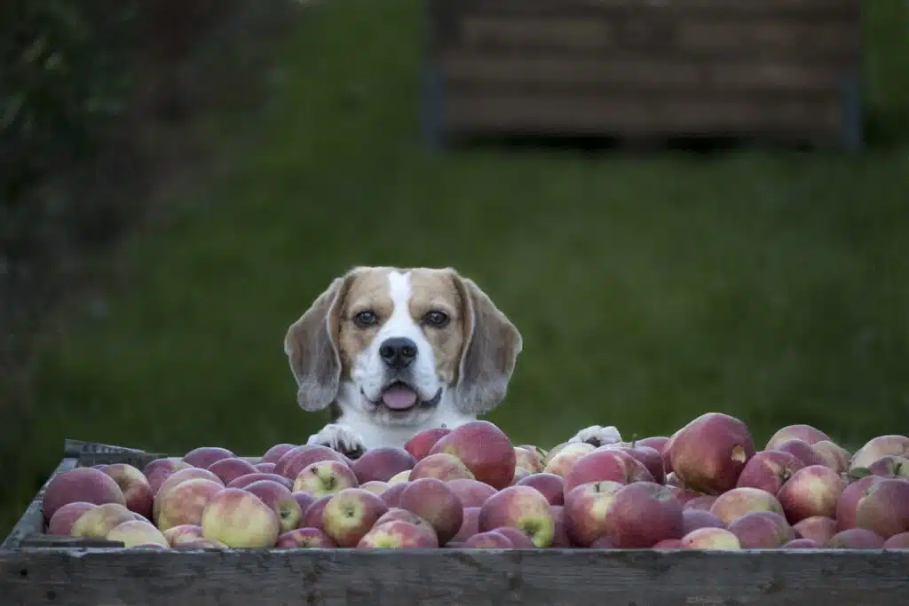 A dog sitting in a wooden box full of apples, wondering if he can eat them.