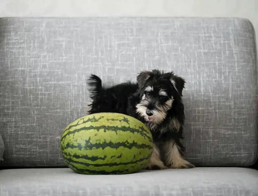 A black and white puppy standing next to a watermelon.
