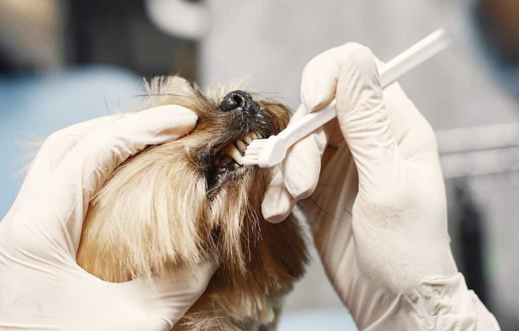 A dog receiving a gentle brushing from their pet parent wearing gloves, promoting overall pet oral health.