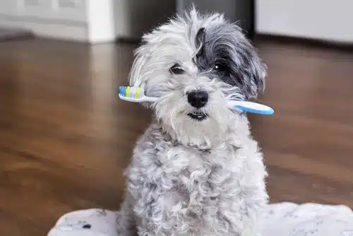 A pet with a toothbrush in its mouth, promoting pet oral health to prevent systemic disease in dogs.