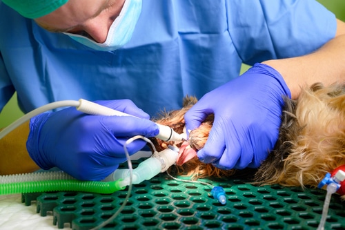 A dog is being examined by a veterinarian to assess its oral health and check for signs of systemic disease.