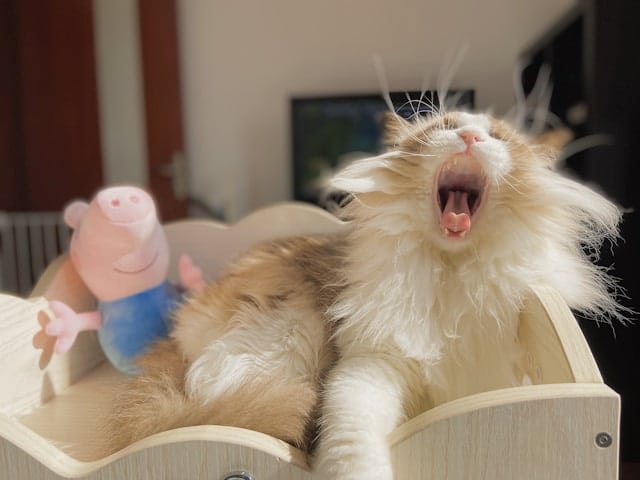 A cat yawning in a wooden toy box, showcasing great pet dental health.