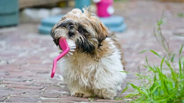 A small dog holds a tiny broom in its mouth and looks like its holding an oversized toothbrush