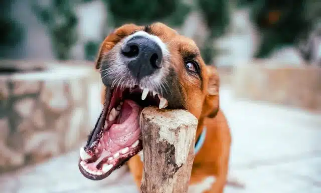 A dog with is happily biting and chewing a big stick