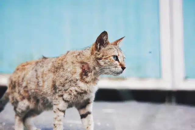 A cat with thyroid disease walking on the street in front of a blue building.