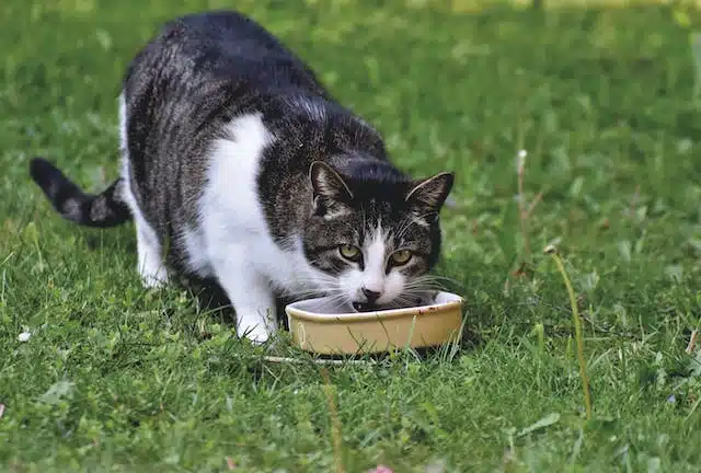 A cat drinking from a bowl on the grass.