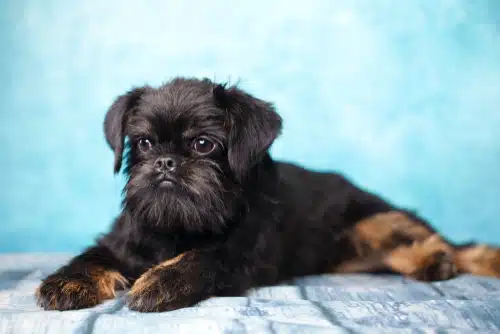 A black and tan puppy who is peacefully laying on a vibrant blue background.