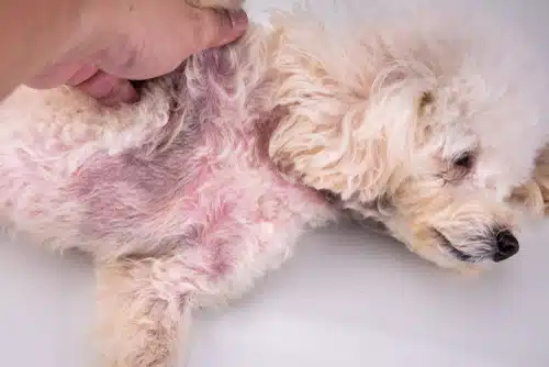 A white poodle is being held by a person.