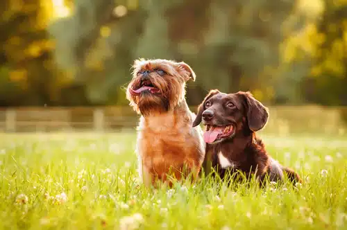 Two dogs sitting in a grassy field.