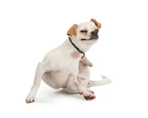 A chihuahua dog sitting on a white background, possibly struggling with itchy skin or a dog skin allergy.