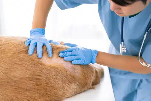 A veterinarian is examining a dog's itchy skin.
