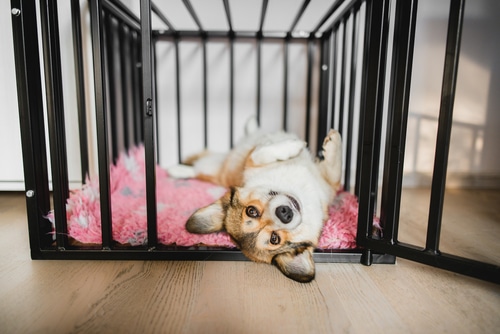 Corgi dog in a cage with a pink rug.