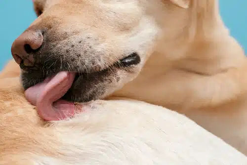 The dog is licking his tongue due to an itchy skin irritation.