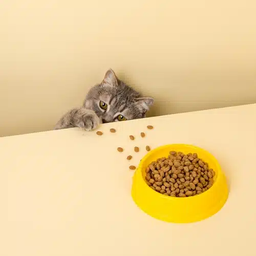 A cat with thyroid disease is eating food from a yellow bowl.