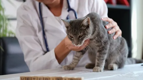 A female veterinarian is petting a cat on a table. The veterinarian specializes in cats and is providing them with affectionate care.