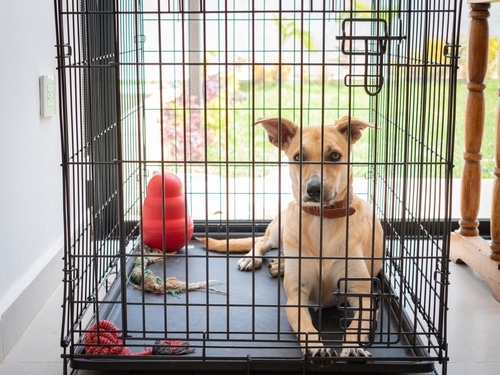 A dog in a right-sized crate with a toy.