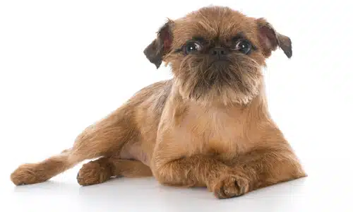 A small brown puppy laying down on a white background.