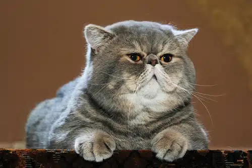 A gray cat with thyroid disease is sitting on top of a table.