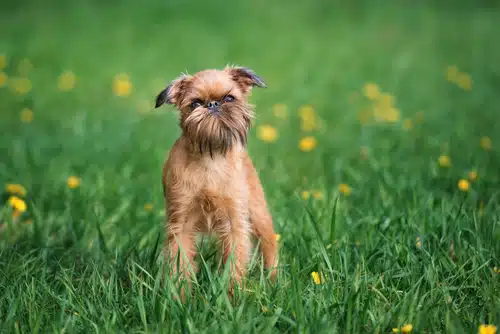 A small Brussels Griffon standing in the grass.