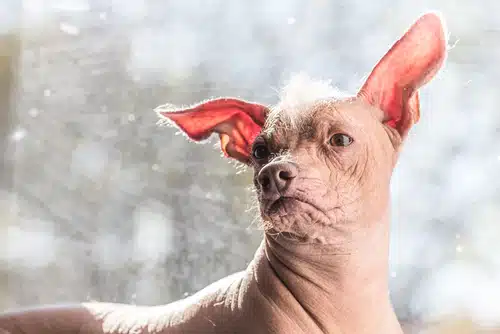 An ugliest dog winner, a chihuahua dog, is staring out of a window.