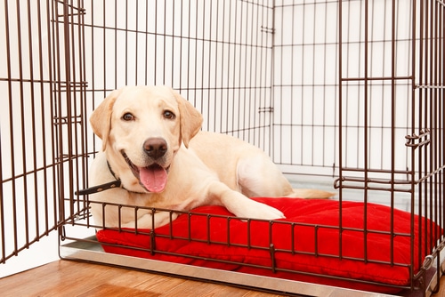 Pick the right dog crate size for a dog in a cage.