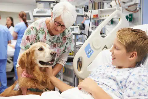 A smiling boy in a hospital bed interacts with a therapy dog from one of the most intelligent breeds under the supervision of a cheerful nurse.